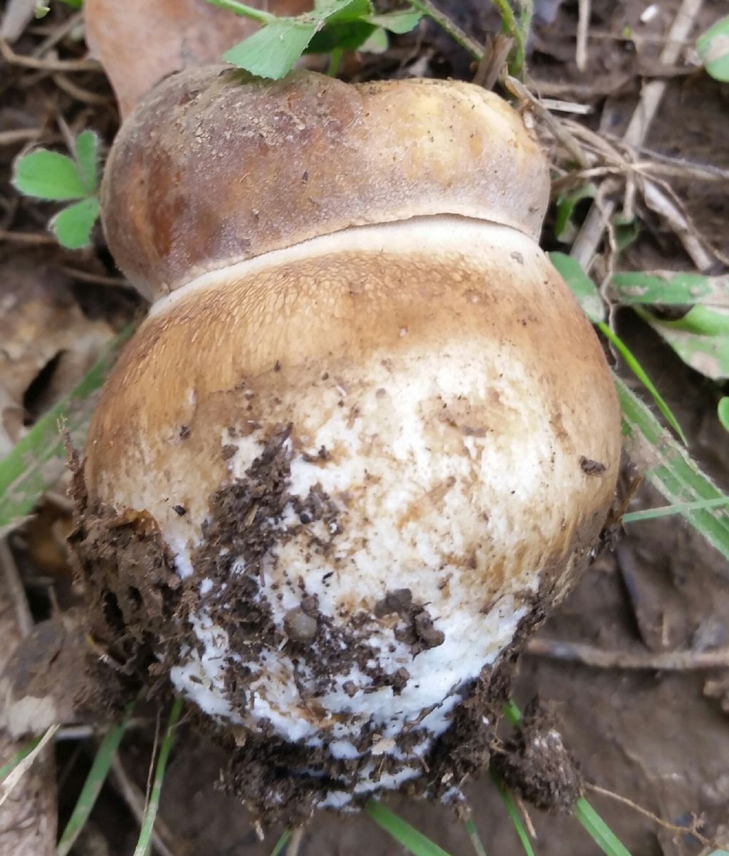Bolutus edulis?
